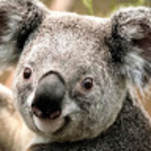 Meet your Posher, Rodrigo